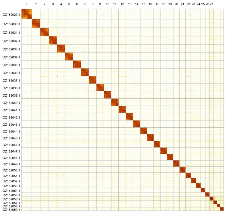 The genome sequence of <i>Glacies alpinata</i> (Scopoli, 1763) (Lepidoptera: Geometridae).