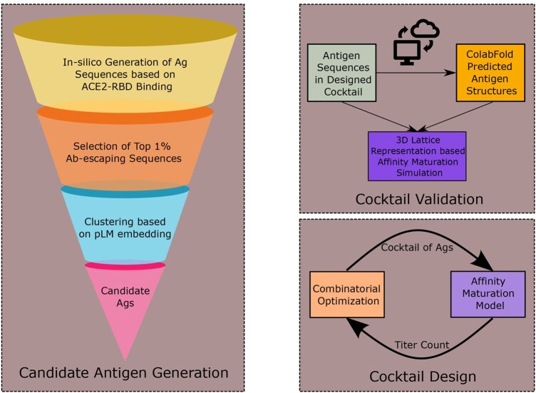 <i>In silico</i> design of immunogenic antigen cocktail via affinity maturation-guided optimization.