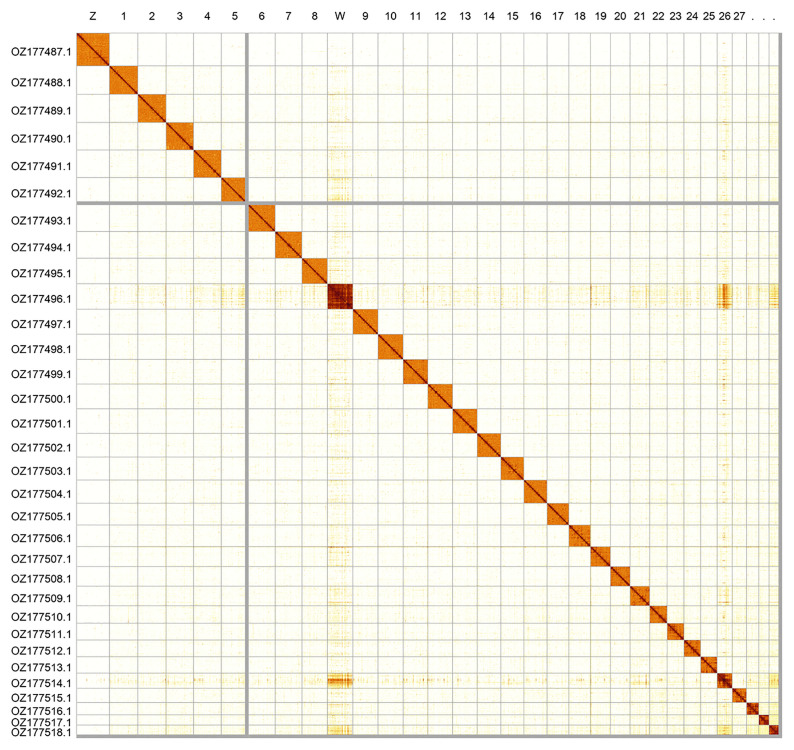 The genome sequence of the Map, <i>Araschnia levana</i> (Linnaeus, 1758) (Lepidoptera: Nymphalidae).