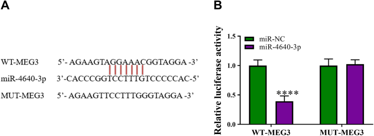 Electroacupuncture therapy improves cognitive dysfunction after ischemic stroke in Sprague-Dawley rats by adjusting the lncRNA-MEG3/miR-4640-3p axis.