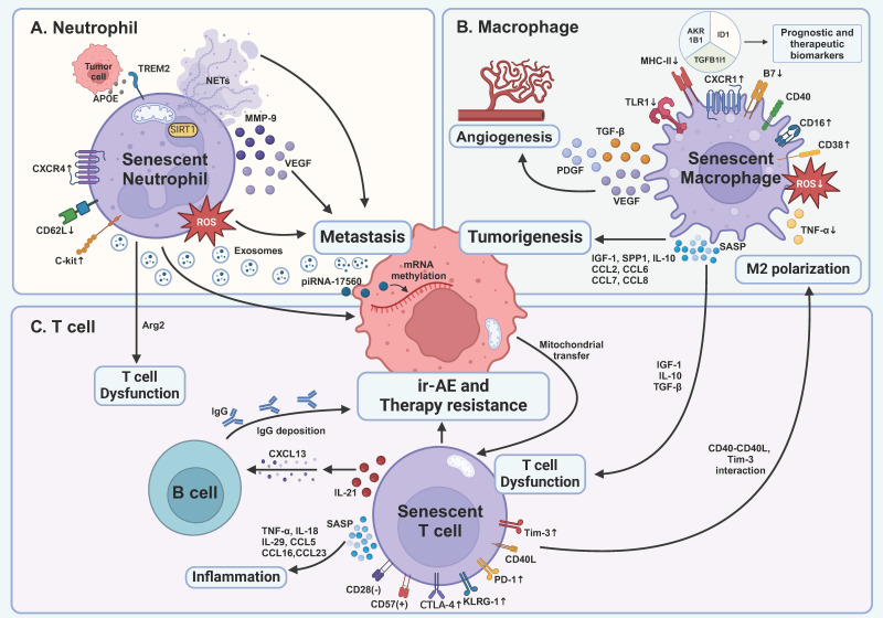 The Role of Senescence, its Therapeutic Relevance and Clinical Implications in the Tumor Microenvironment.