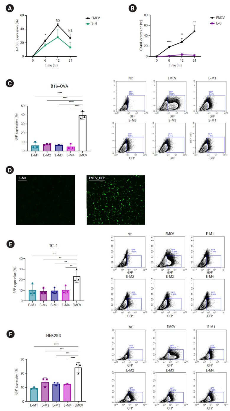 Insertion of a G-quadruplex or hairpin structure into the 5' UTR or poly(A) sequences reduces translation efficiency of the encephalomyocarditis virus internal ribosome entry site: a preclinical in vitro study.