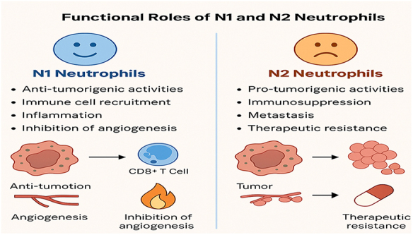 N1 and N2 neutrophil subtypes in breast cancer: functional implications and clinical perspectives: a narrative review.