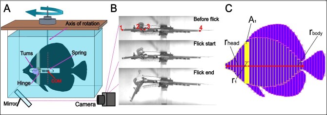 Twist and Snout: Head and Body Morphologies Determine Feeding Kinematics in Substrate-Biting Fishes.