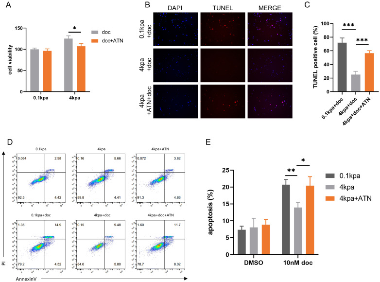 Extracellular Matrix Stiffness Enhancement Promotes Docetaxel Resistance in Prostate Cancer via Inhibition of Apoptosis Mediated by Upregulation of PRRX1.