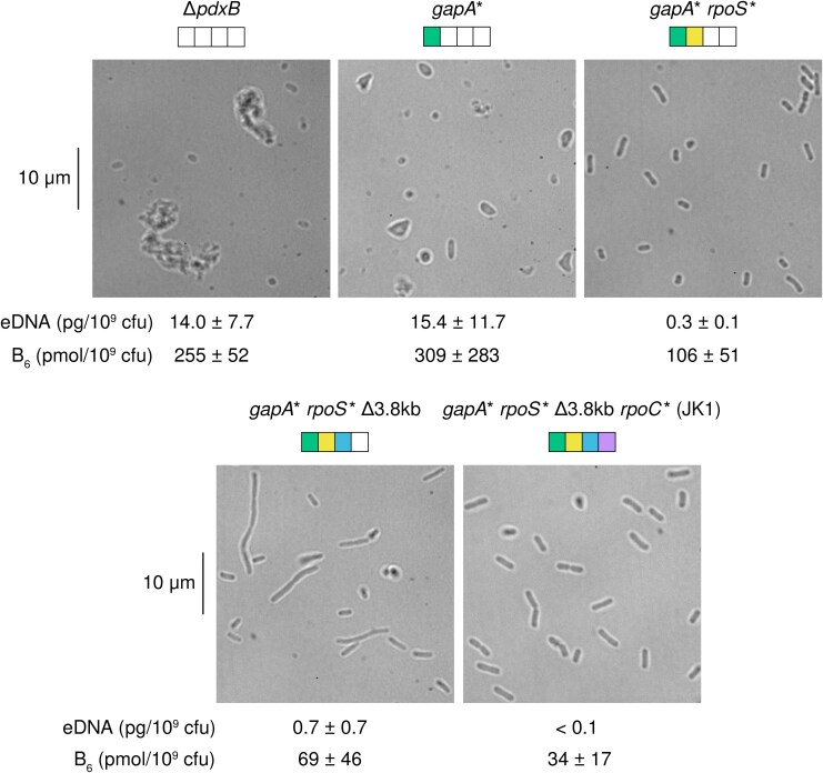 Mutations Elevate an Underground Pathway to a Physiologically Relevant Protopathway.