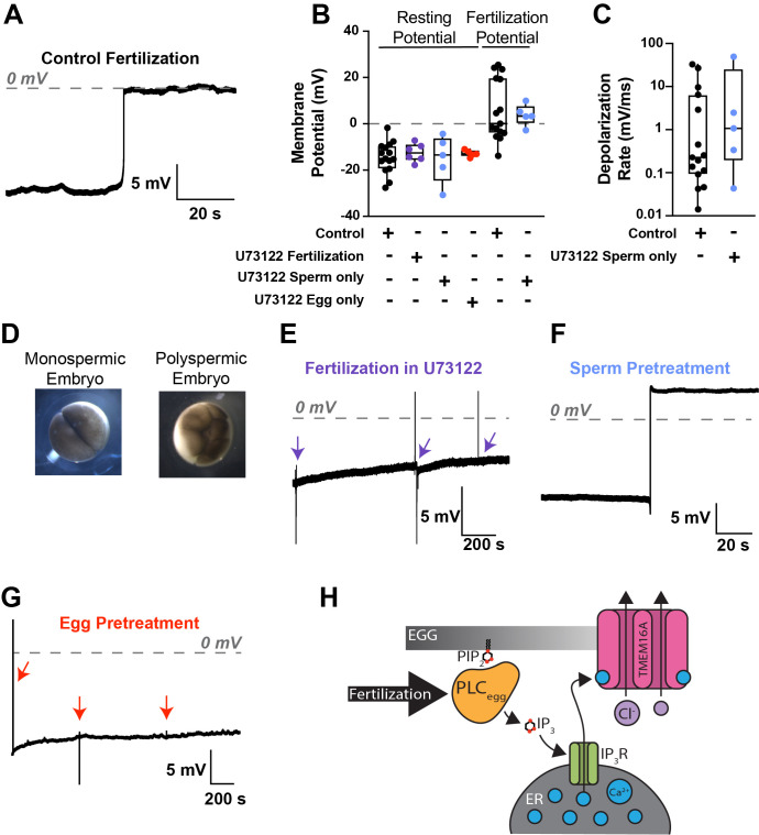 Fertilization in the African clawed frog <i>, Xenopus laevis</i> , requires an egg-derived PLC to signal the fast block to polyspermy.