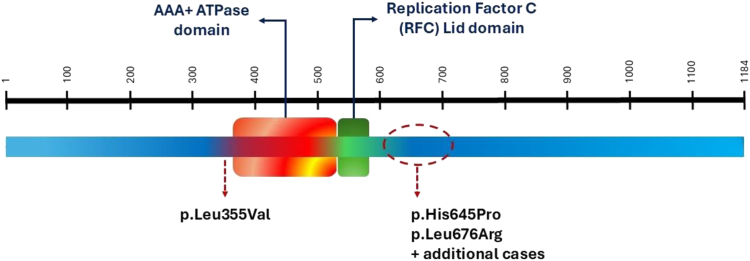 De novo missense variants in CHTF18: The potential to expand the clinical spectrum of cohesinopathies.