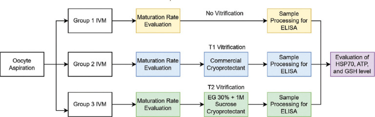 Post-warming quality of goat oocytes under heat shock stress: A study of the maturation rate, heat shock protein-70, adenosine triphosphate, and glutathione levels.