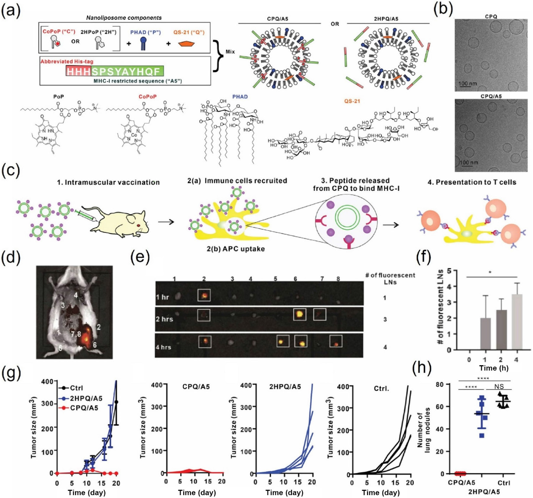 Advances in nanotechnology-enabled adjuvants for peptide-based cancer vaccines.