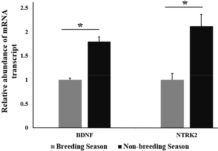 Brain-derived neurotrophic factor and neurotrophic tyrosine receptor kinase-2 in stallion testes: insights into seasonal changes and potential roles in spermatogenesis.