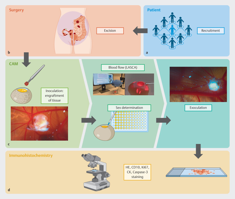 Increase in Angiogenesis and Vascularization in Patient-Derived Endometriosis Tissue: Insights from a 3D In Vivo Model.