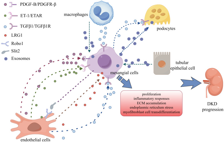 Mesangial Cells in Diabetic Kidney Disease: From Mechanisms to Therapeutic Implications.