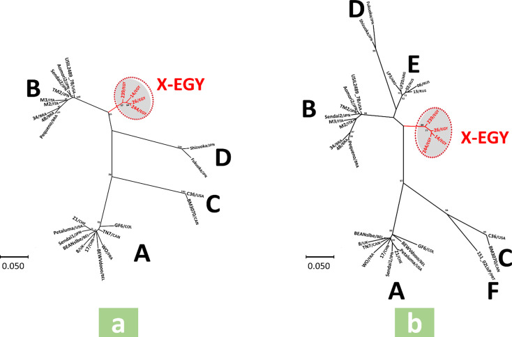 Ancient and dominant: a novel feline immunodeficiency virus subtype "X-EGY" identified in Egyptian cats associated with high prevalence.