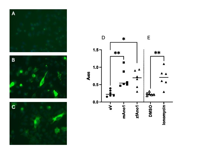 Evaluating the molecular function of zebrafish Anoctamin 1a.