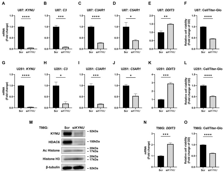 Targeting the Kynureninase-HDAC6-Complement Axis as a Novel Therapeutic Strategy in Glioblastoma.
