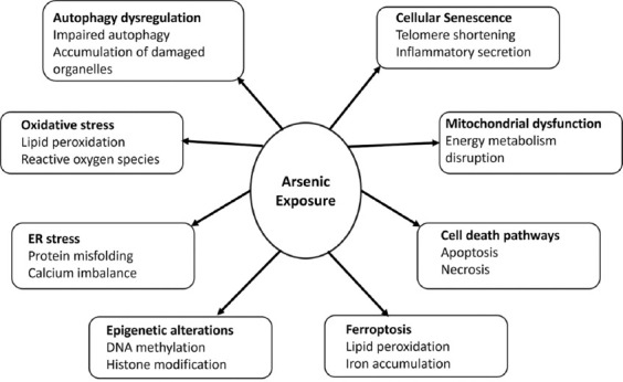 Arsenic-induced nephrotoxicity: Mechanisms, biomarkers, and preventive strategies for global health.