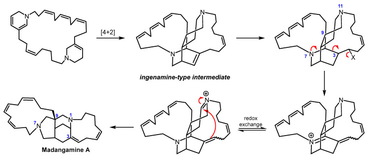 The Madangamines: Synthetic Strategies Toward Architecturally Complex Alkaloids.