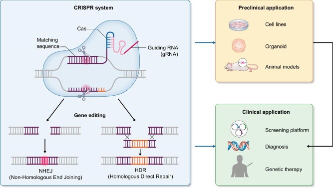 CRISPR and gene editing for kidney diseases: where are we?