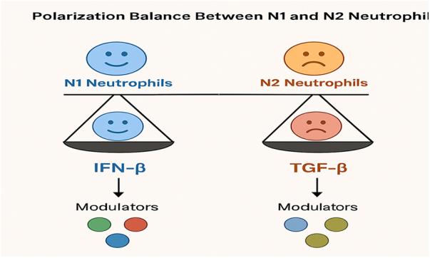 N1 and N2 neutrophil subtypes in breast cancer: functional implications and clinical perspectives: a narrative review.