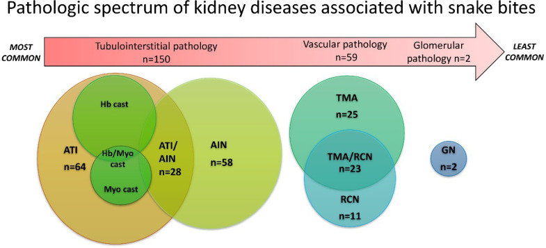 Pathologic Spectrum of Kidney Diseases Associated with Snake Bites.