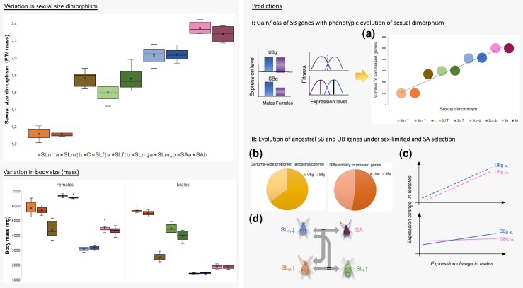Sex-Biased Gene Expression Under Sexually Antagonistic and Sex-Limited Selection.