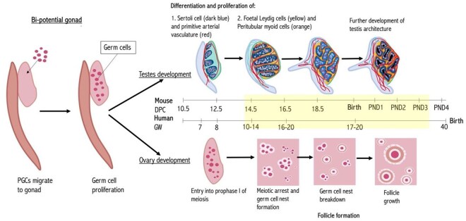 The impact of <i>in utero</i> exposure to cancer treatments on foetal reproductive development and future fertility: a systematic review.