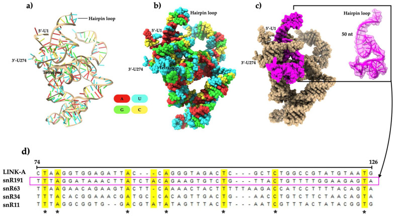 Small Nucleolar RNA from <i>S. cerevisiae</i> Binds to Phosphatidylinositol 4,5-Bisphosphate.