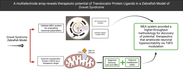 A multielectrode array reveals therapeutic potential of translocator protein ligands in a zebrafish model of Dravet syndrome.