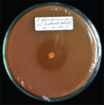 Enhancing the nutritional profile of purple sweet potato flour through fermentation with <i>Lactiplantibacillus plantarum</i> InaCC B157: A functional food perspective.