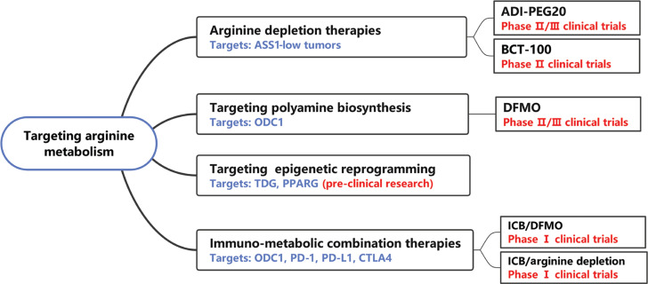 The arginine metabolism battlefield: how metabolite exchange in the tumor microenvironment shapes an immunosuppressive ecosystem.