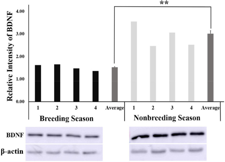 Brain-derived neurotrophic factor and neurotrophic tyrosine receptor kinase-2 in stallion testes: insights into seasonal changes and potential roles in spermatogenesis.