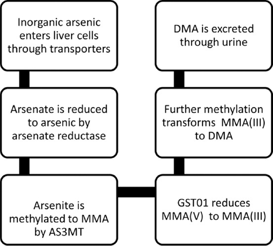 Arsenic-induced nephrotoxicity: Mechanisms, biomarkers, and preventive strategies for global health.