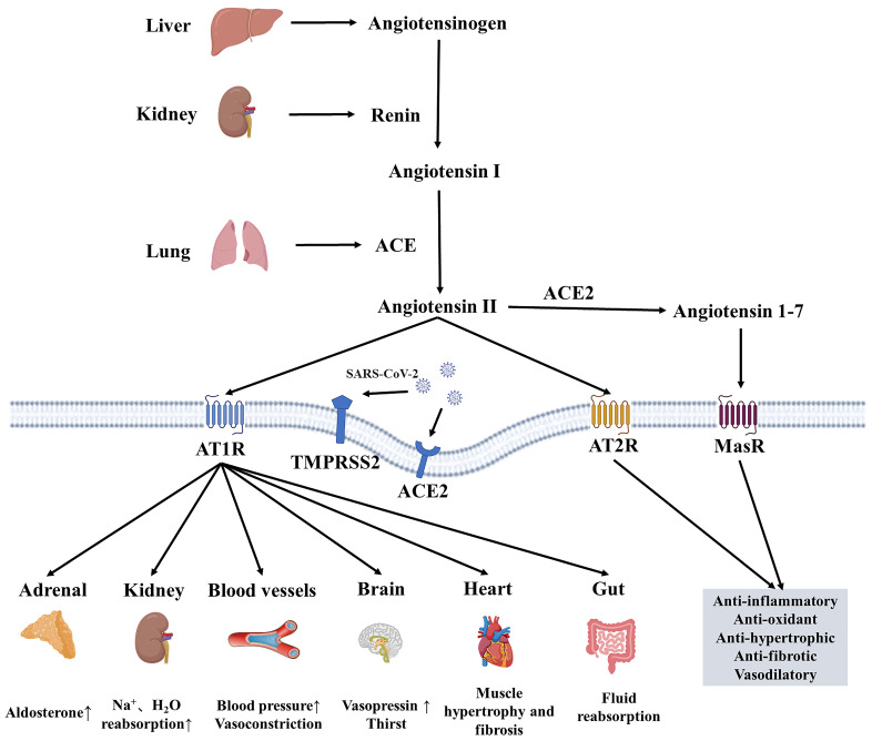Effect of Pituitary-Target Gland Axis on RAAS in the Context of COVID-19.