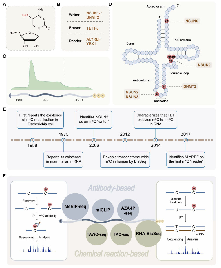 Epitranscriptomic mechanisms and implications of RNA m<sup>5</sup>C modification in cancer.