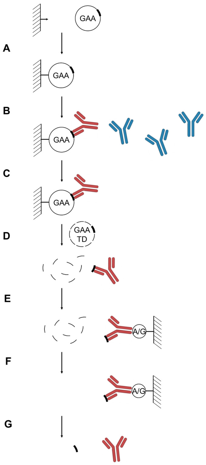 Determination of the Epitopes of Alpha-Glucosidase Anti-Drug Antibodies in Pompe Disease Patient Plasma Samples.
