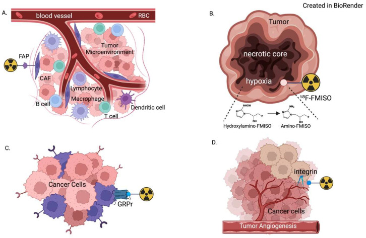 Emerging PET Imaging Agents and Targeted Radioligand Therapy: A Review of Clinical Applications and Trials.