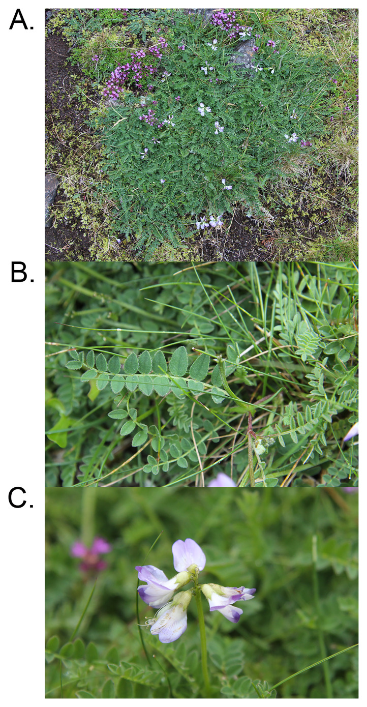 The genome sequence of the Alpine Milkvetch, <i>Astragalus alpinus</i> L. (Fabales: Fabaceae).
