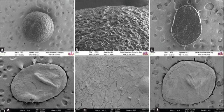 Eco-friendly microencapsulation of <i>Lacticaseibacillus paracasei</i> using <i>Ficus pumila</i> seed extract: A novel plant-based delivery system enhancing probiotic stability and gastrointestinal tolerance.