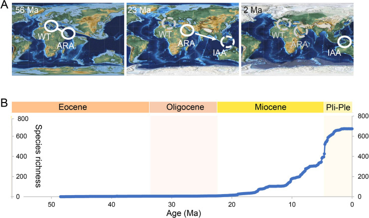 Integrating hotspot dynamics and centers of diversity: a review of Indo-Australian Archipelago biogeographic evolution and conservation.