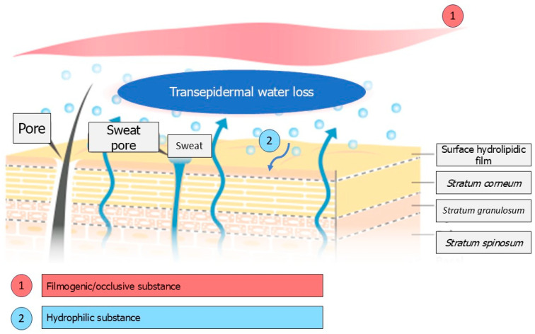 Examples of Underexploited Marine Organisms in Cosmeceutical Applications.