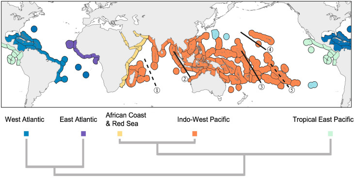 Integrating hotspot dynamics and centers of diversity: a review of Indo-Australian Archipelago biogeographic evolution and conservation.