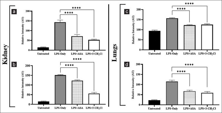 2-((3-(chloromethyl) benzoyl) oxy) benzoic acid suppresses NF-κB expression in the kidneys and lungs of LPS-Induced BALB/C mice.
