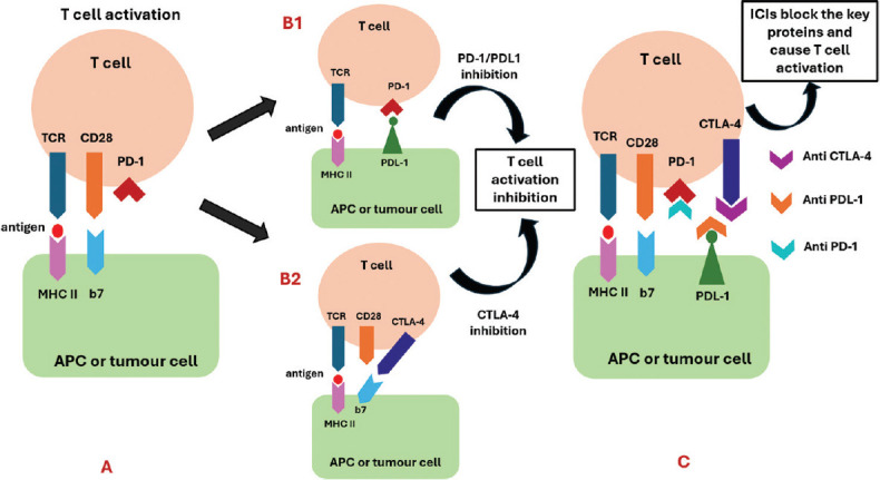 Endocrine Adverse Events of Immune Checkpoint Inhibitors: A Comprehensive Review.