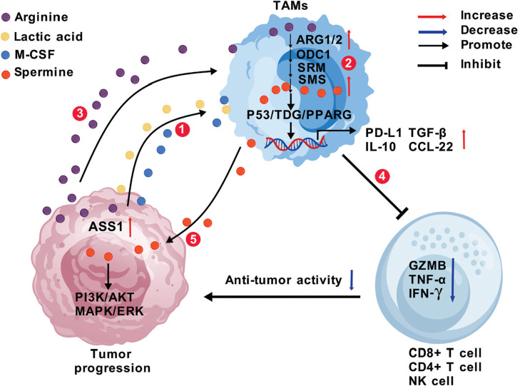 The arginine metabolism battlefield: how metabolite exchange in the tumor microenvironment shapes an immunosuppressive ecosystem.