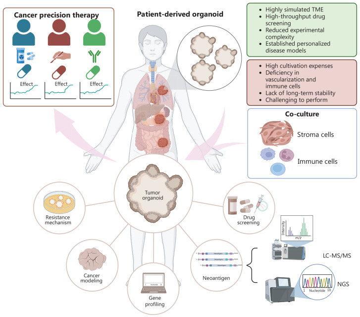 Organoid models in oncology: advancing precision cancer therapy and vaccine development.