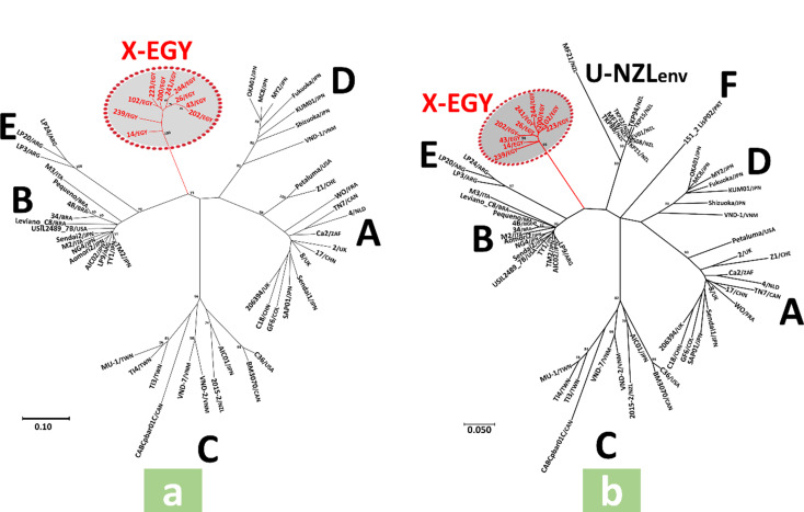 Ancient and dominant: a novel feline immunodeficiency virus subtype "X-EGY" identified in Egyptian cats associated with high prevalence.
