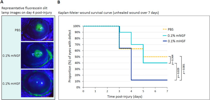 Topical Hepatocyte Growth Factor Accelerates Wound Healing and Inhibits Scarring in Experimental Corneal Injury.