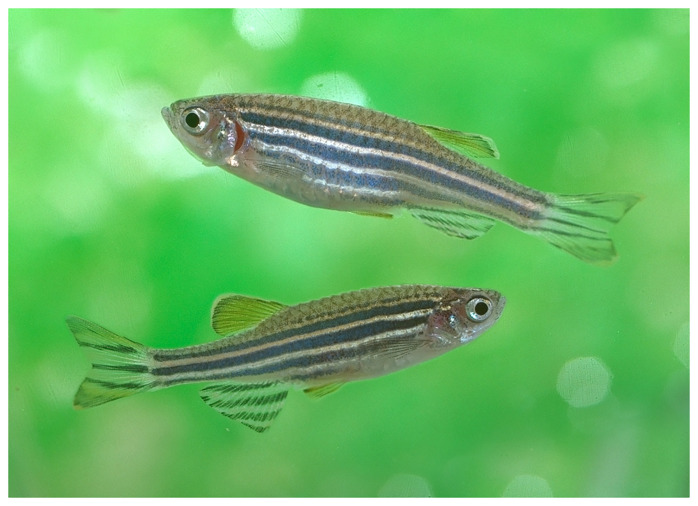 The genome sequence of the zebra danio, <i>Danio rerio</i> (Hamilton, 1822) (Cypriniformes: Danionidae).