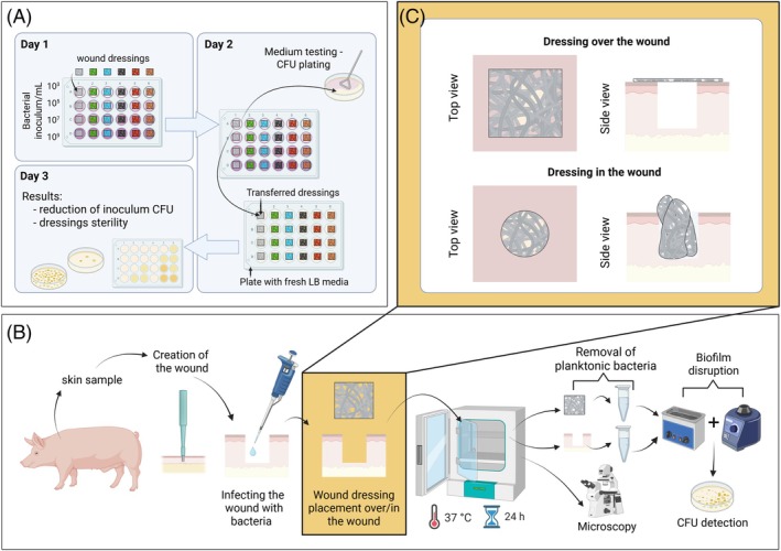 Development of Rapid and Economic In Vitro Assay and Biorelevant Ex Vivo Biofilm Inhibition Wound Model to Test the Antibacterial Efficacy of Wound Dressings.